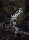 Живописный снимок красивого небольшого водопада в лесу — стоковое фото