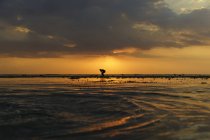 Силуэт человека, стоящего на пляже на закате, Индонезия — стоковое фото