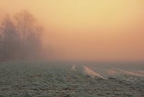 Bellissimo paesaggio autunnale con alberi e nebbia — Foto stock
