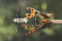 Mantis folha morta na chuva contra fundo desfocado — Fotografia de Stock