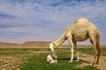 Vaca camello con su ternero camello, Riad, Arabia Saudita - foto de stock