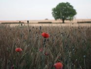 Vista panoramica di Lone tree in a field, Niort, Francia — Foto stock