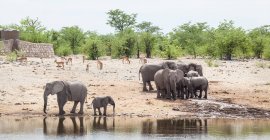 Elefanti e moschettieri in piedi vicino a una pozza d'acqua, Parco nazionale di Etosha, Namibia — Foto stock