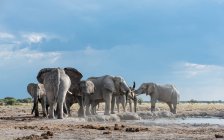 Vista panoramica di maestoso branco di elefanti da una pozza d'acqua, Botswana — Foto stock