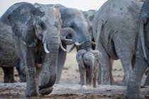 Теленок слона со стадом слонов, Ботсвана — стоковое фото