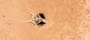 Ящерица Агама защищает свои яйца, вид крупным планом, избирательный фокус — стоковое фото