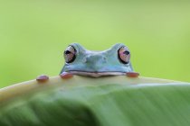 Дурна деревна жаба, дивлячись на край листа, розмитий фон — стокове фото