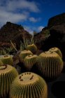 Scenic view of Giant cacti, Lanzarote, Canary Islands, Spain — Stock Photo