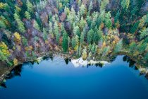 Aerial shot of beautiful lake in pine forest — Stock Photo
