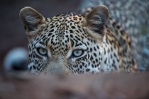 Closeup Portrait of a leopard, blurred background — Stock Photo