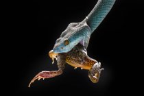 Serpiente víbora azul comiendo una rana, fondo negro - foto de stock