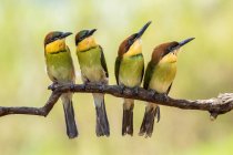 Vue panoramique de beaux oiseaux à la nature — Photo de stock