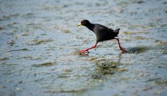 Black crake running in shallow water — Stock Photo