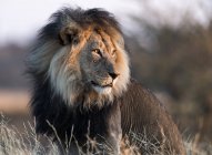 Retrato de um majestoso leão macho contra fundo desfocado — Fotografia de Stock