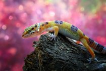 Close-up shot of beautiful lizard on tree trunk on pink background — Stock Photo