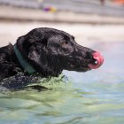 Собака-лабрадор, плавающая в океане, вид крупным планом — стоковое фото