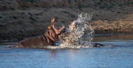 Dois touros hipopótamos lutando, Kruger National Park, África do Sul — Fotografia de Stock
