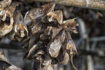 Dried fish heads hanging in the sun — Stock Photo