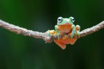 Уоллес літати жаба на гілці, розмитий фон — стокове фото