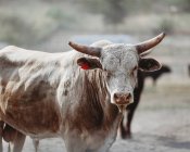 Крупним планом знімок іспанського бика, дивлячись на камеру — стокове фото