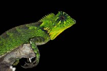 Primo piano colpo di iguana verde su sfondo nero — Foto stock