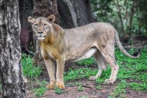 Ritratto di leonessa in piedi nella foresta selvaggia — Foto stock