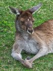 Canguru cinzento ocidental (Macropus fuliginosus melanops) deitado na grama, Austrália — Fotografia de Stock