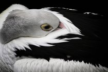 American white Pelican sleeping with beak in feathers — Stock Photo