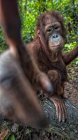 Orang-Utan-Weibchen, Borneo, Indonesien — Stockfoto