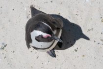 Un primer plano de un lindo pingüino en una playa - foto de stock