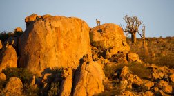 Klipspringer debout sur des rochers, Cap Nord, Afrique du Sud — Photo de stock