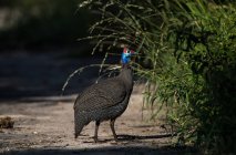 Portrait of a Helmeted guineafowl captured in wild nature — Stock Photo