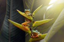 Duas rãs voadoras em uma flor, vista de close-up — Fotografia de Stock