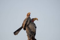 Two Southern yellow-billed hornbill birds on a tree — Stock Photo