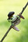 Snail on a dumpy tree frog, blurred background — Stock Photo