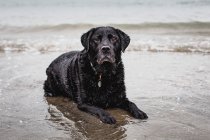 Black labrador lying on beach, Ireland — Stock Photo