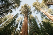 Scenic view of Sequoia National Park, California, America, USA — Stock Photo