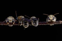 Vista de cerca de cuatro abejas en una ramita - foto de stock