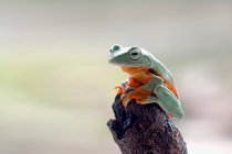 Closeup shot of a cute frog on a branch — Stock Photo