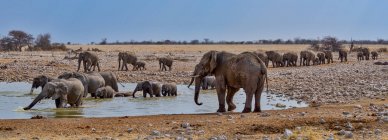Troupeau d'éléphants debout dans le trou d'eau d'Okaukuejo, parc national d'Etosha, Namibie — Photo de stock
