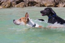 Deux chiens nagent dans l'océan, États-Unis — Photo de stock