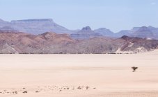 Lone tree in Mountain Desert landscape, Namibia — Stock Photo