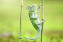 Retrato de un camaleón sobre un bambú, vista de cerca, enfoque selectivo - foto de stock