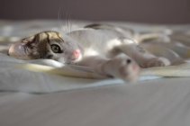 Katze im Sonnenlicht auf einem Bett liegend, Nahaufnahme — Stockfoto