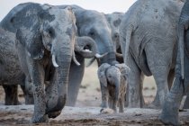 Стадо слонів у водній дірі, Ботсвана. — стокове фото