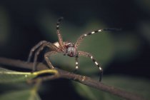 Primo piano vista del ragno cacciatore su un ramo, messa a fuoco selettiva — Foto stock