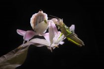 Vista de cerca de la mantis orquídea con su presa - foto de stock