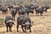 Vista panorámica de la manada de búfalos africanos, Mpumalanga, Sudáfrica - foto de stock