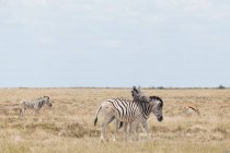 Tre zebre e uno springbok, Parco nazionale di Etosha, Namibia — Foto stock