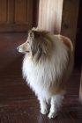 Portrait of a collie standing in a hallway, closeup view — Stock Photo